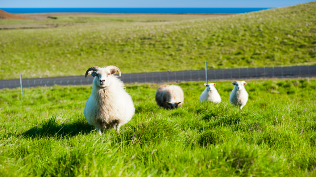 Icelandic sheep and lambs by a road in Iceland.