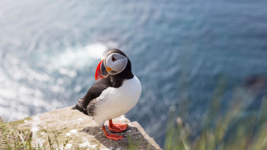 Puffin standing on a cliff on a sunny day in Iceland. 